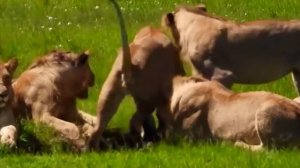 Lions Dig Out A Baby Warthog From Cave And Eats Alive...!