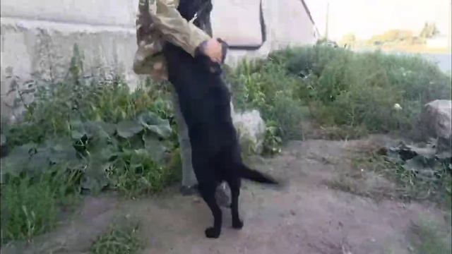Предательство победит только настоящая любовь! | Холли