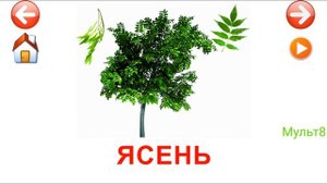Учебные Карточки для детей #Домана Деревья на канале #Мульт8