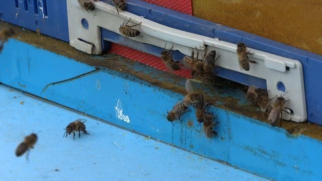 Ещё одна пчелиная семья на рамке 435_600 в 10-и рамочнике Нижегородец-ППУ