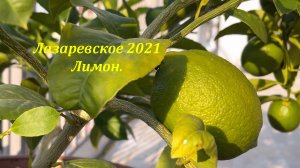 Растут лимоны на высоких горах!?ЛАЗАРЕВСКОЕ СЕГОДНЯ?СОЧИ.