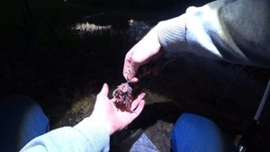 Кормится ли сом в холодную ночь на мелководье? Рыбалка на сома