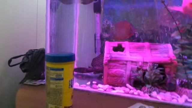 Смешная рыба смотреть онлайн