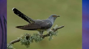 "Май весну завершает, лето начинает", Окружающий мир 1 класс ч.2, с.92-95, Школа XXI век.mp4