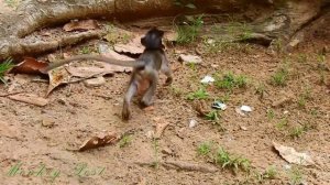 Polino angry mom cos mom leave him alone he cry super loud / Monkey Post