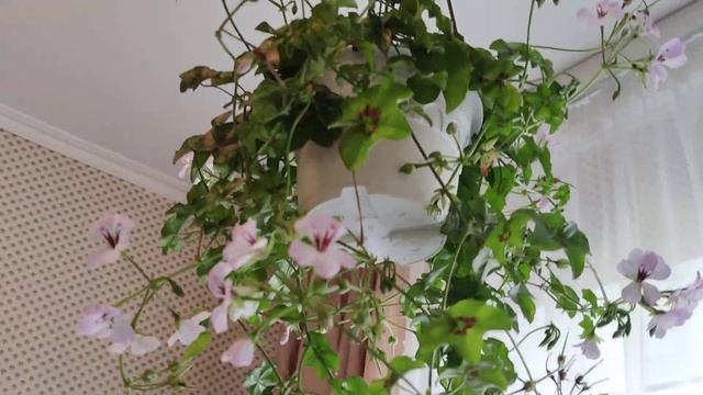 Ампельная пеларгония Кристал Квин Вайт для дома и улицы смотреть онлайн