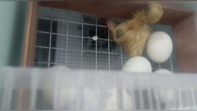 Мускусные утки//Первый опыт в инкубации// Вывод утят// смотреть онлайн