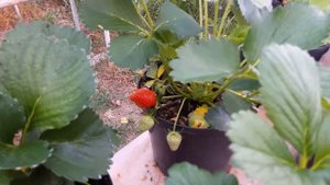 Клубника в теплице своими руками Альбион ремонтантная 20 апреля 2018