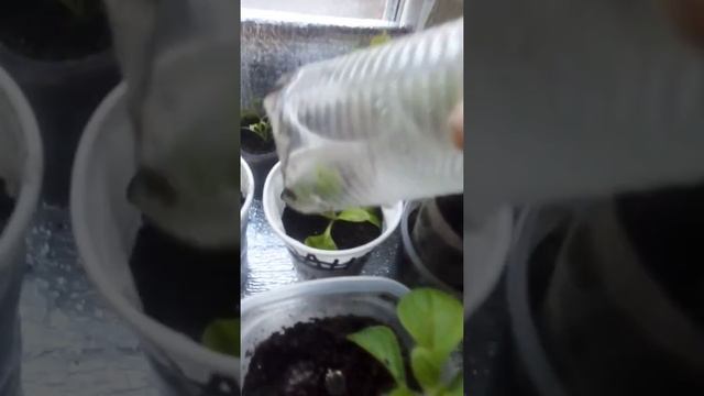 Цветы в ноябре смотреть онлайн