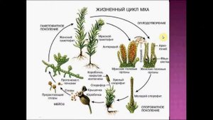 Адаптация организмов. Урок биологии.