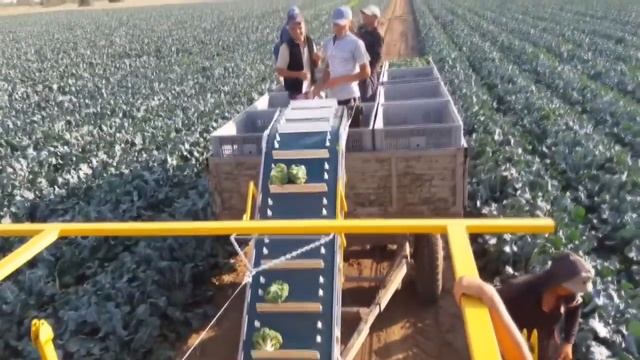 Транспортер НОУТ-18 (Уборка брокколи на переработку (Волгоградская область)) смотреть онлайн