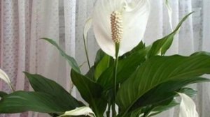 Комнатные растения приносящие счастье в дом.