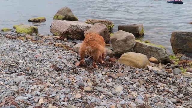 За что мы очень любим этот пляж. Бухта Инал смотреть онлайн