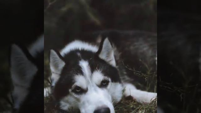 ХАСКИ || МАЛЕНЬКОЕ СЧАСТЬЕ 💕 смотреть онлайн