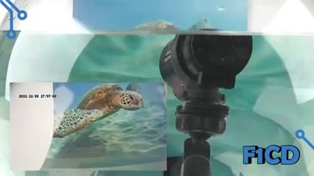 GoTView Sport HDcam: обзор возможностей подводной съемки © F1CD.ru смотреть онлайн