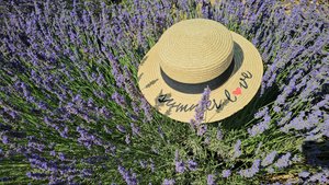 Лавандовые поля 2024 с ПровансАллочкой