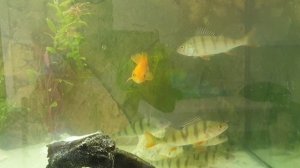 Gold Fish VS Perch in aquarium