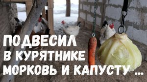 Подвесил в курятнике капусту и морковь. Фитнес и витамины для кур