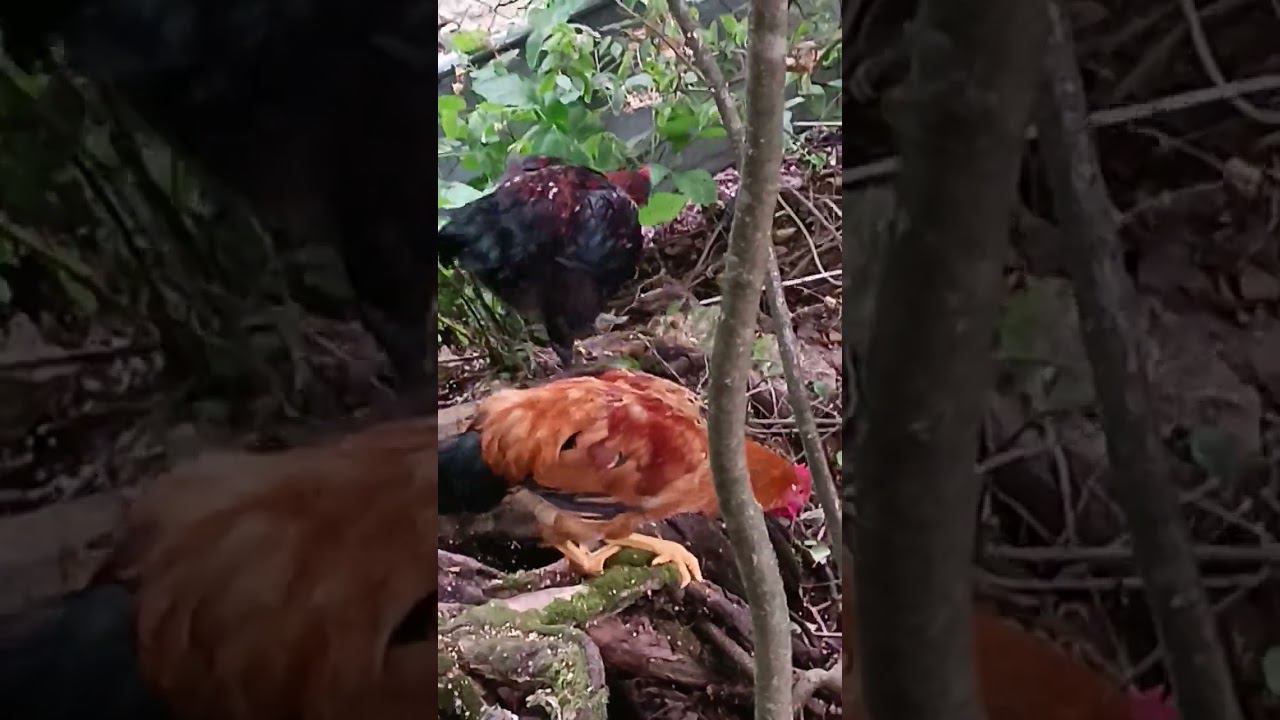 Калужская обл. Боровск 89031932101 смотреть онлайн