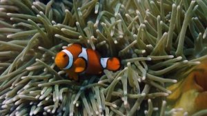 Большой Барьерный Риф - Great Barrier Reef