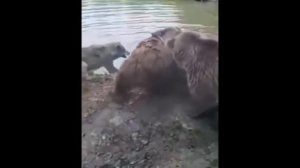 ?18+ МЕДВЕДИ РАЗОРВАЛИ ВОЛКА,ЖЕСТЬ!!!