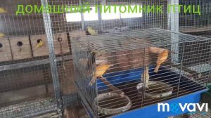 Домашний питомник попугаев. Заехал в гости к товарищу и снял маленький обзор