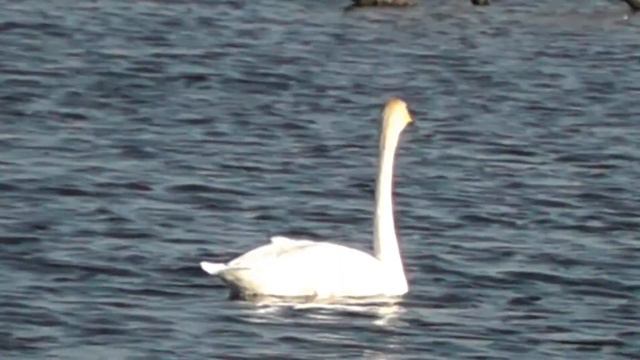 ВЕСНА ЗДЕСЬ ПРАВИТ БАЛ, И ПТИЦАМ ЦАРСТВЕННЫМ - ВОЛНЕНЬЕ смотреть онлайн