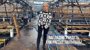 Преимущества выгонки на гидропонике