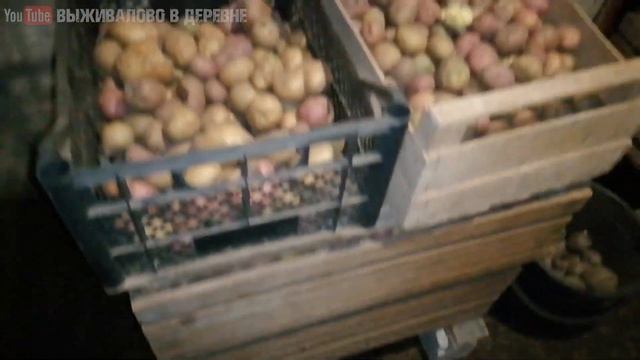 Живец карась на зиму в подвале // Как и где хранить живца зимой // Лучший живец карась для ловли щу смотреть онлайн