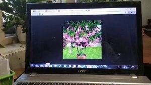 Бругмансия на зимовке.