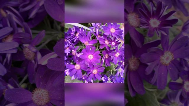 Прогулка по оранжереи #оранжерея #гиацинт #hyacinth #greenhouse #flowers смотреть онлайн