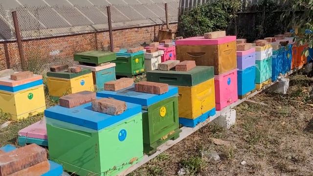 Опять беда пришла в мой дом.Нужна ваша помощь.Продаю пчел вместе с ульями смотреть онлайн