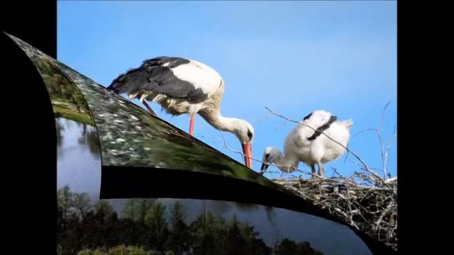 Ты мая Беларусь смотреть онлайн