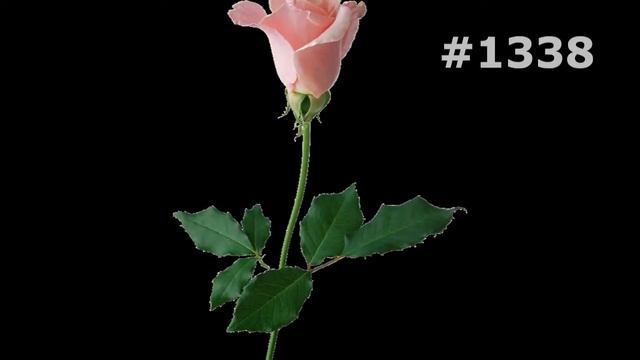 #1338. Розы - самые яркие цветы смотреть онлайн