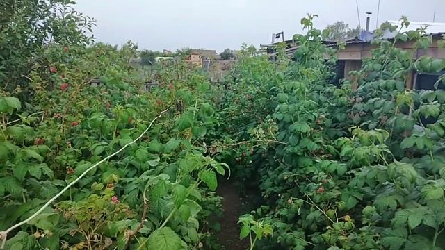 ВЛОГ???Выходные в деревне/Люля-кебаб и шашлык/Денис и йога