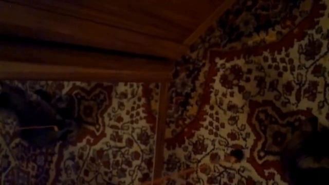 МАЛЕНЬКИЙ КОТЕНОК!!Маленький котенок играет с клубком.Как играть с котенком смотреть онлайн