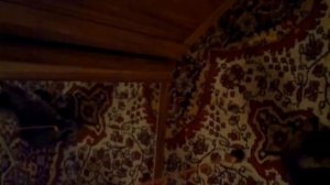 МАЛЕНЬКИЙ КОТЕНОК!!Маленький котенок играет с клубком.Как играть с котенком