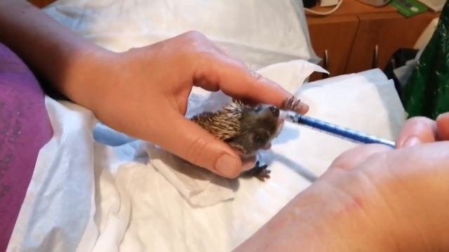 Кормление ежат смотреть онлайн