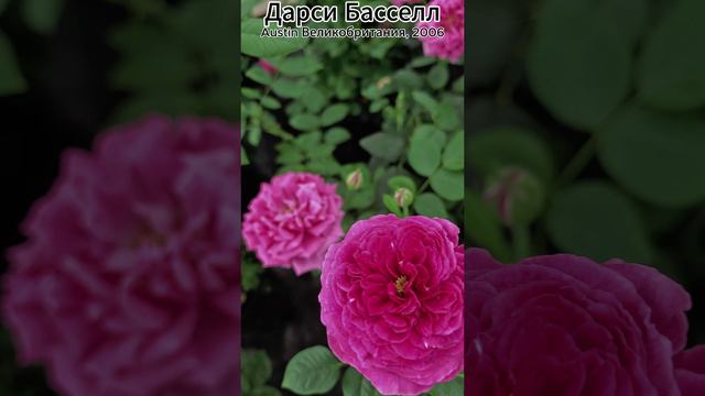 Роза Дарси Басселл - Darcey Bussell (Austin Великобритания, 2006)