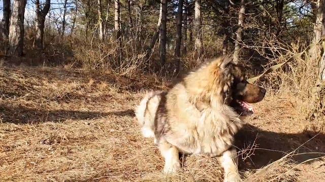 БОГАТАЯ VS БЕДНАЯ сестра СОБИРАЮТСЯ НА БАЛ как в сказке ЗОЛУШКА | EVA as Cinderella Funny kids stor смотреть онлайн