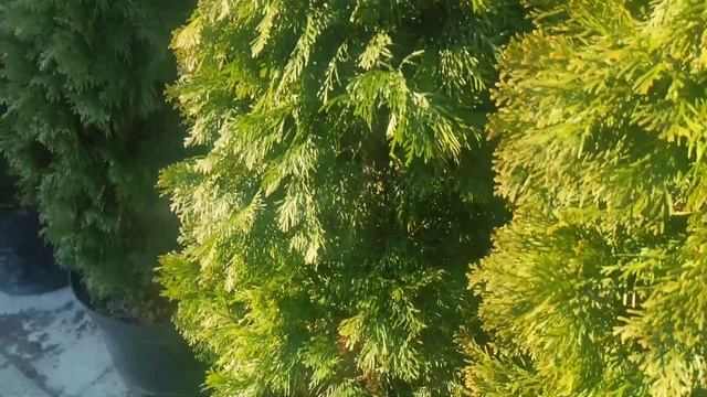 туя смарагд для живой изгороди растояния между туями и забором и уход за туями