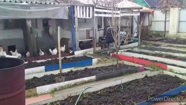 Всегда с Яйцом и Удобрением!//Куры Леггорн//Куда Девать Помёт?//Отличное Средство от Расклёва!