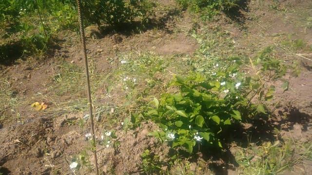 Шпалера под ежевику своими руками на скорую руку.Ежевика в средней полосе смотреть онлайн