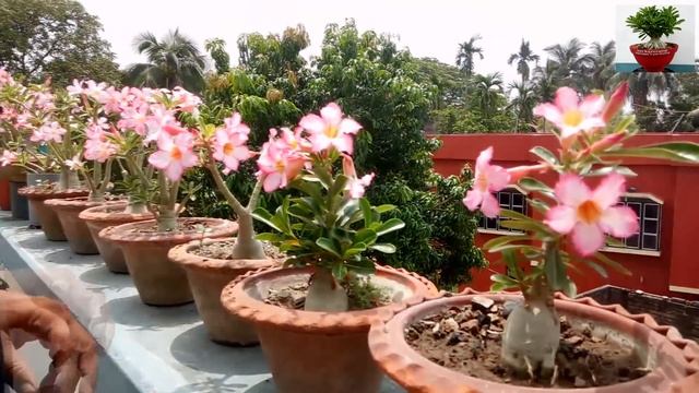 Tons of Adenium Flowers 7 Tips plus 1New смотреть онлайн