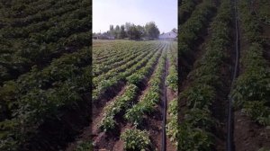 полив гороха на участке импульсным дождевателем