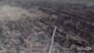 Гнездо журавлей в чистом поле, на голой земле))))