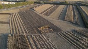 Harvest field NE China's Heilongjiang looks like neat geometric art