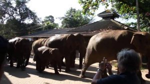 Слоны идут с водопоя. Шри-Ланка Pinnawala Elephant Orphanage