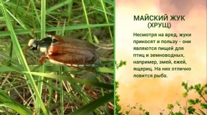 «Живая азбука». Майский жук