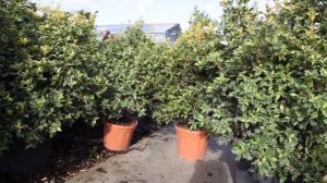 Osmanthus hétérophyllus variégatus - planteztop.fr